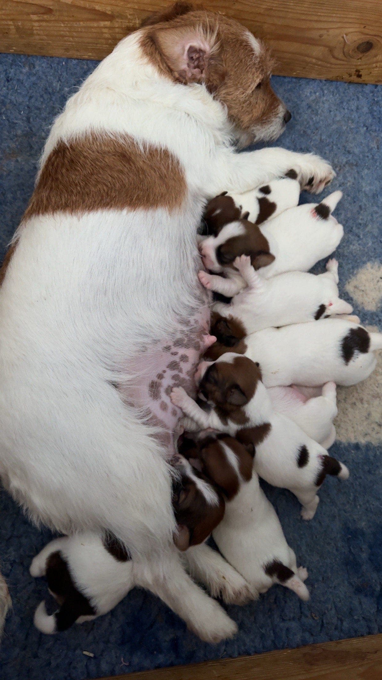 Jack russell terrier hannvalper selges