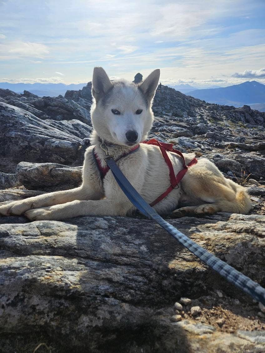 Siberian Husky selges