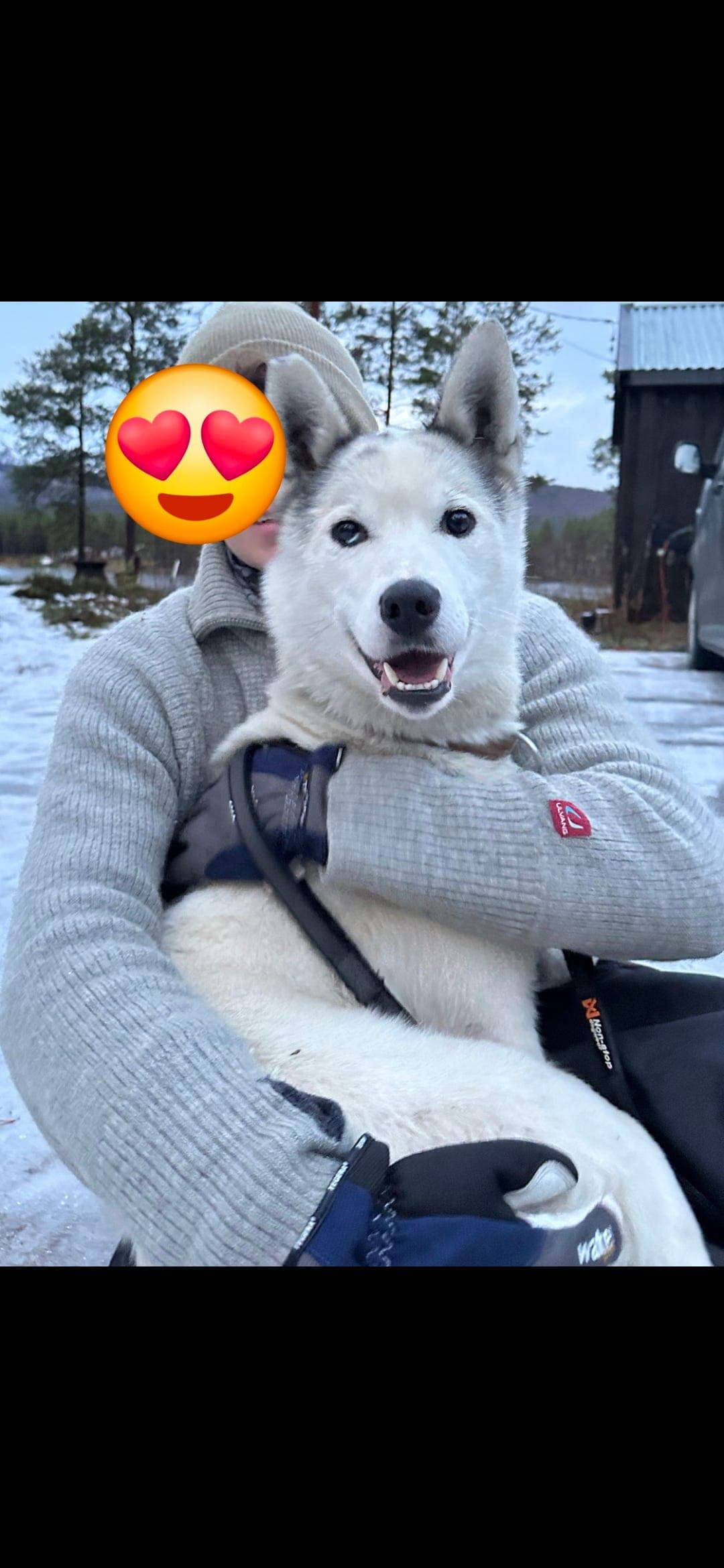 Siberian Husky selges