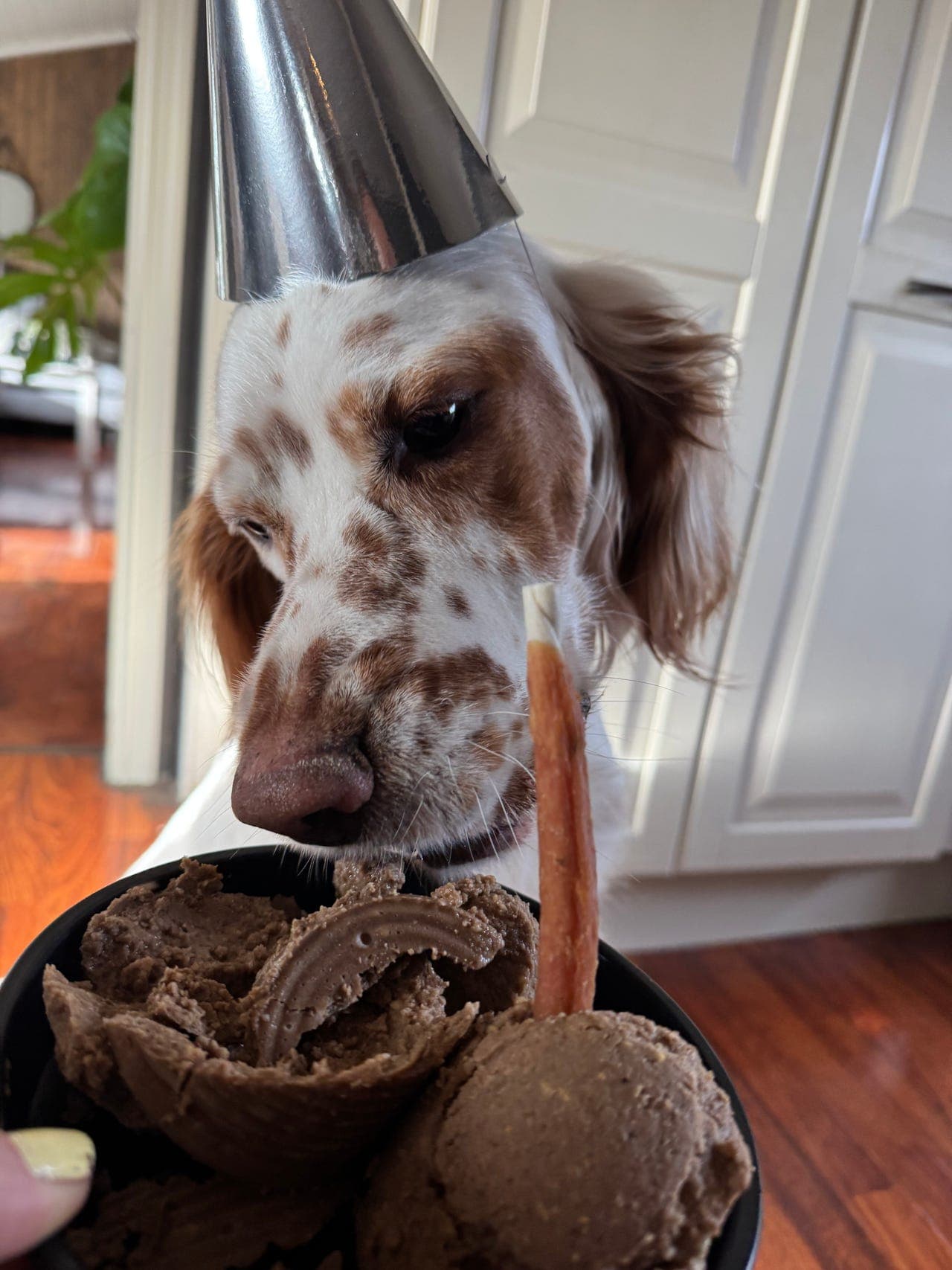 Engelsk setter