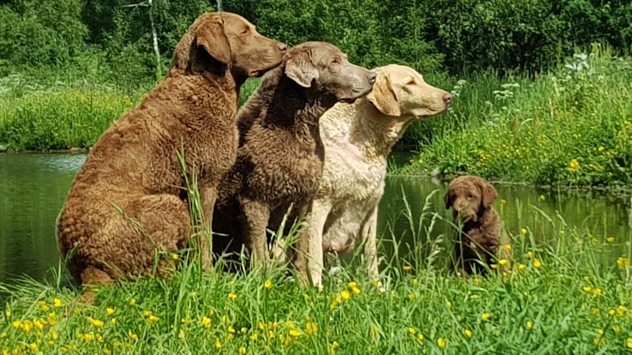 Chesapeake Bay Retriever