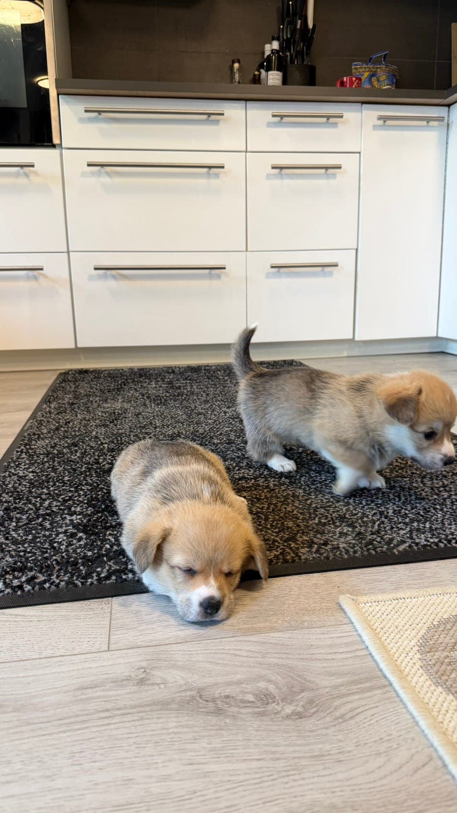 Welsh Corgi Pembroke valper NKK stamtavle