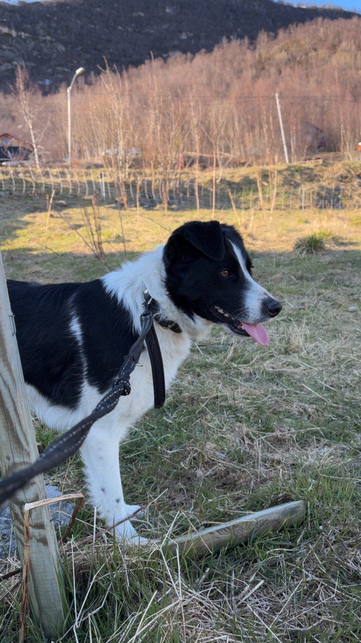 Ren border collie gjeterhund fra Skottland selges