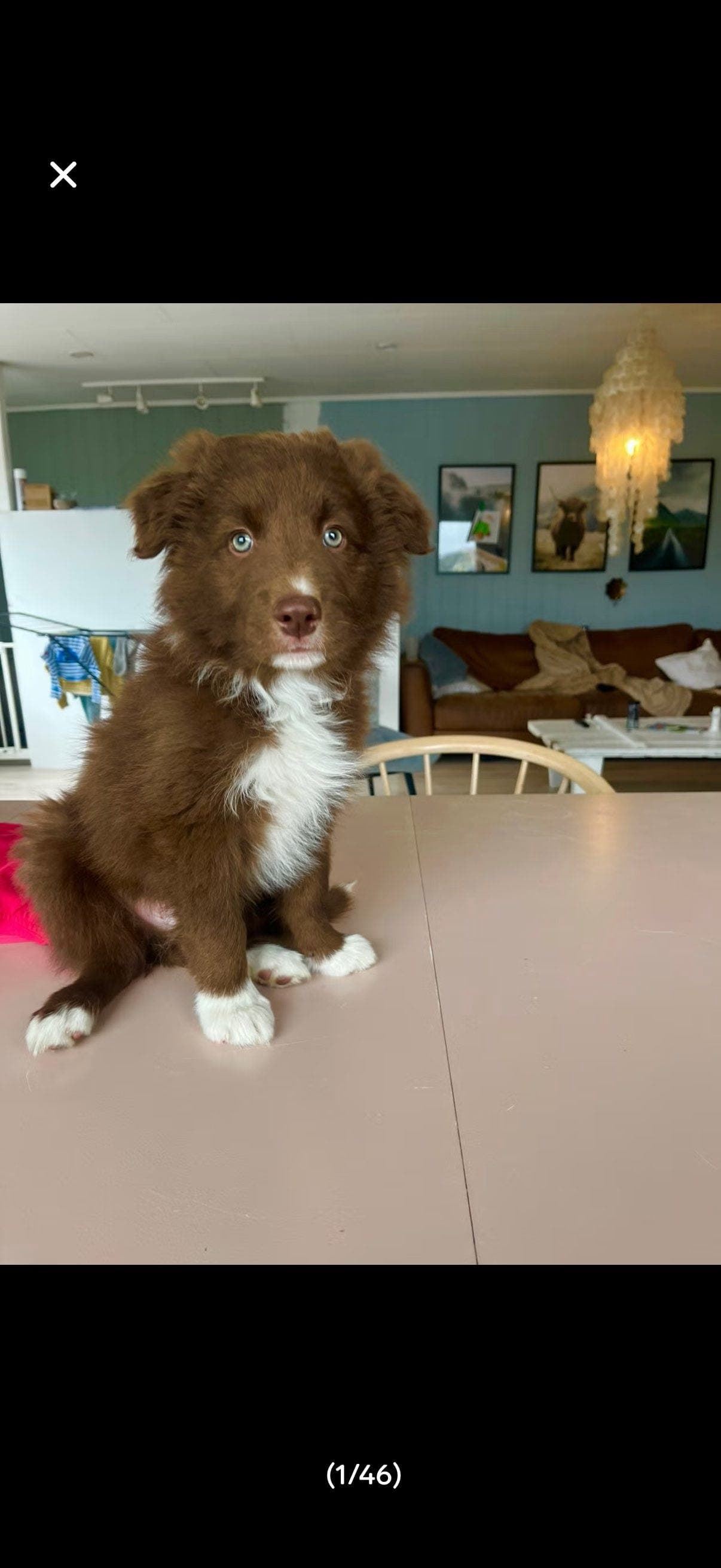 Border collie valp med stamtavle