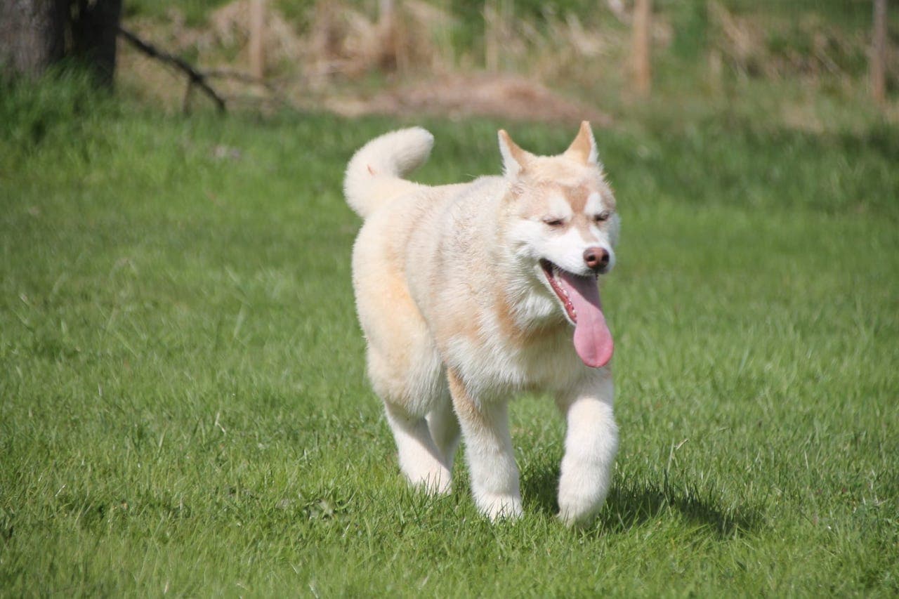 NKK reg Siberian Husky tispevalp