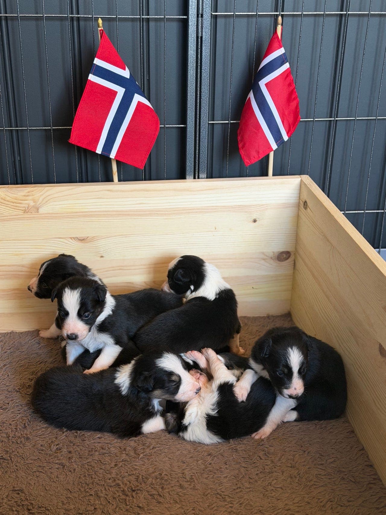 Border Collie stjernespirer søker sitt for alltid hjem