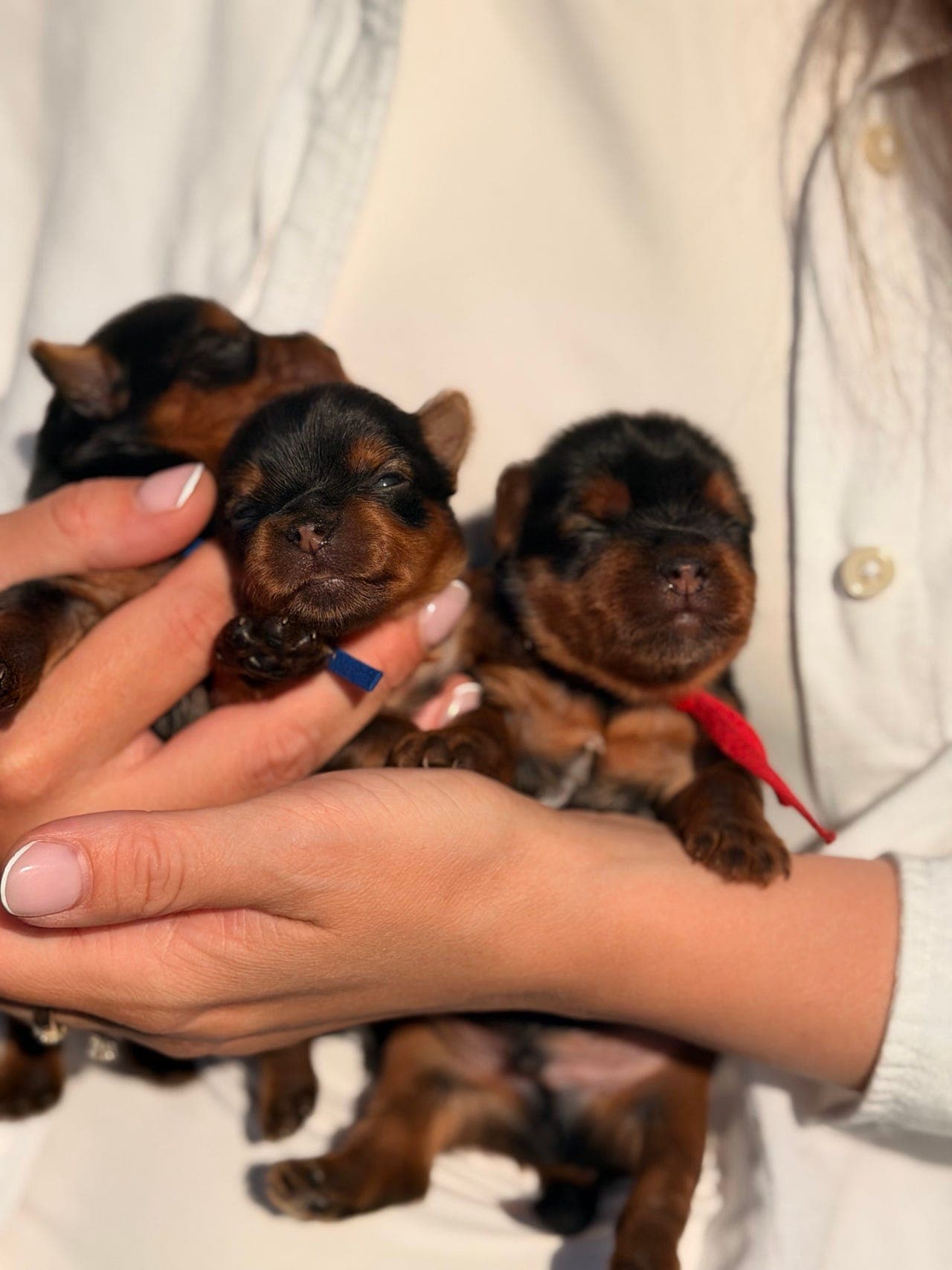Yorkshire terrier valper