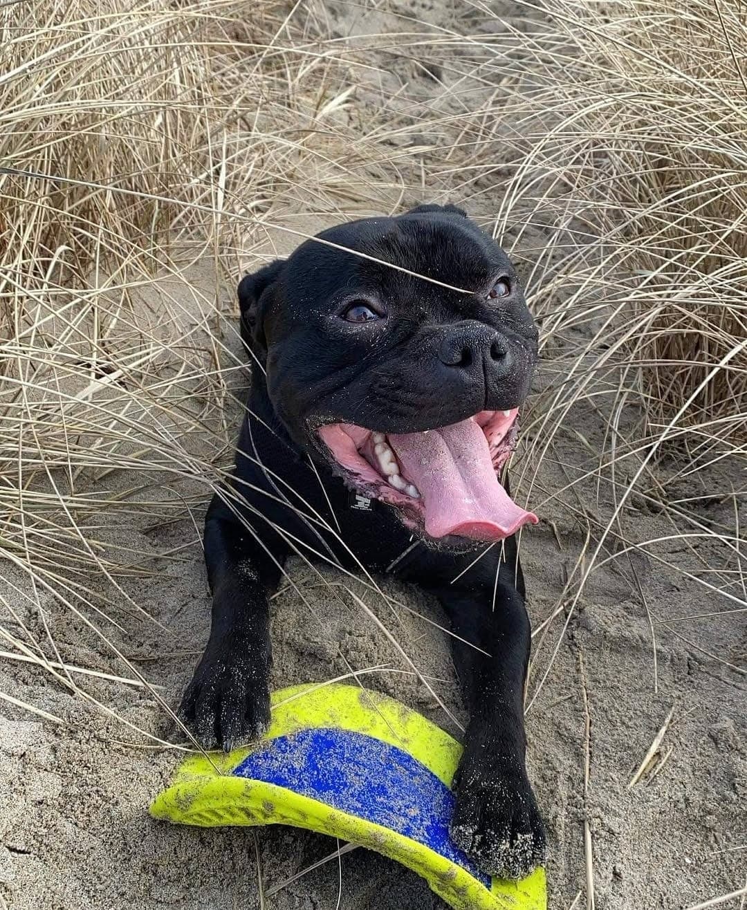 Vi søker avlastningshjem til vår 7 år gamle staffordshire bullterrier