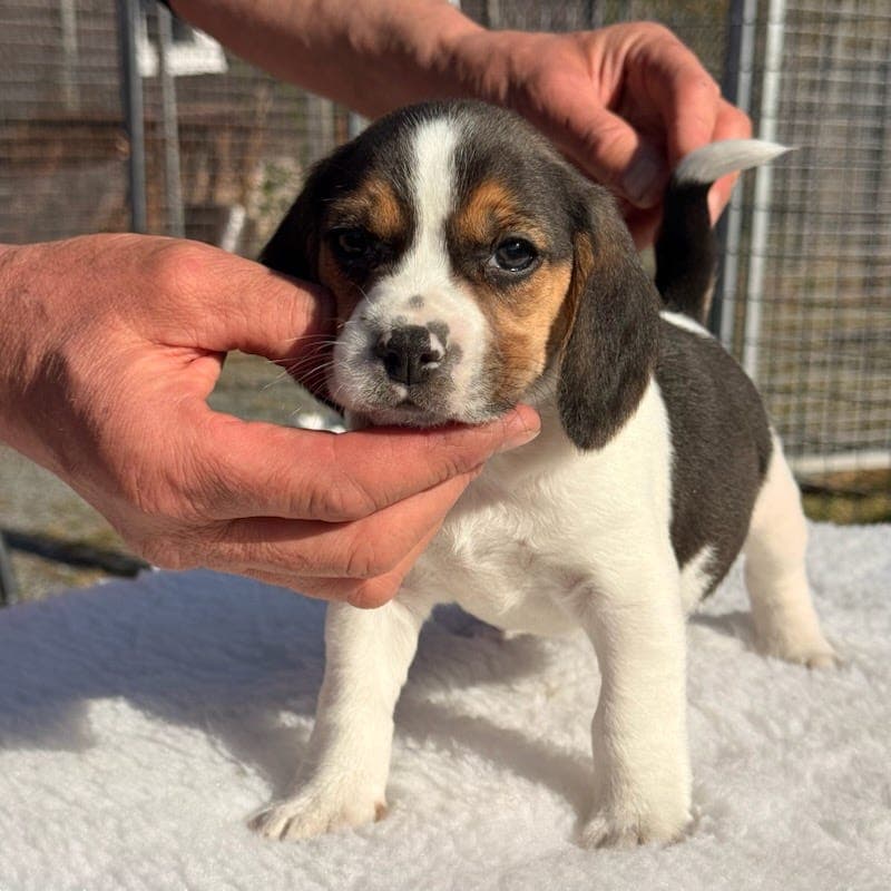Beagle Han valper.