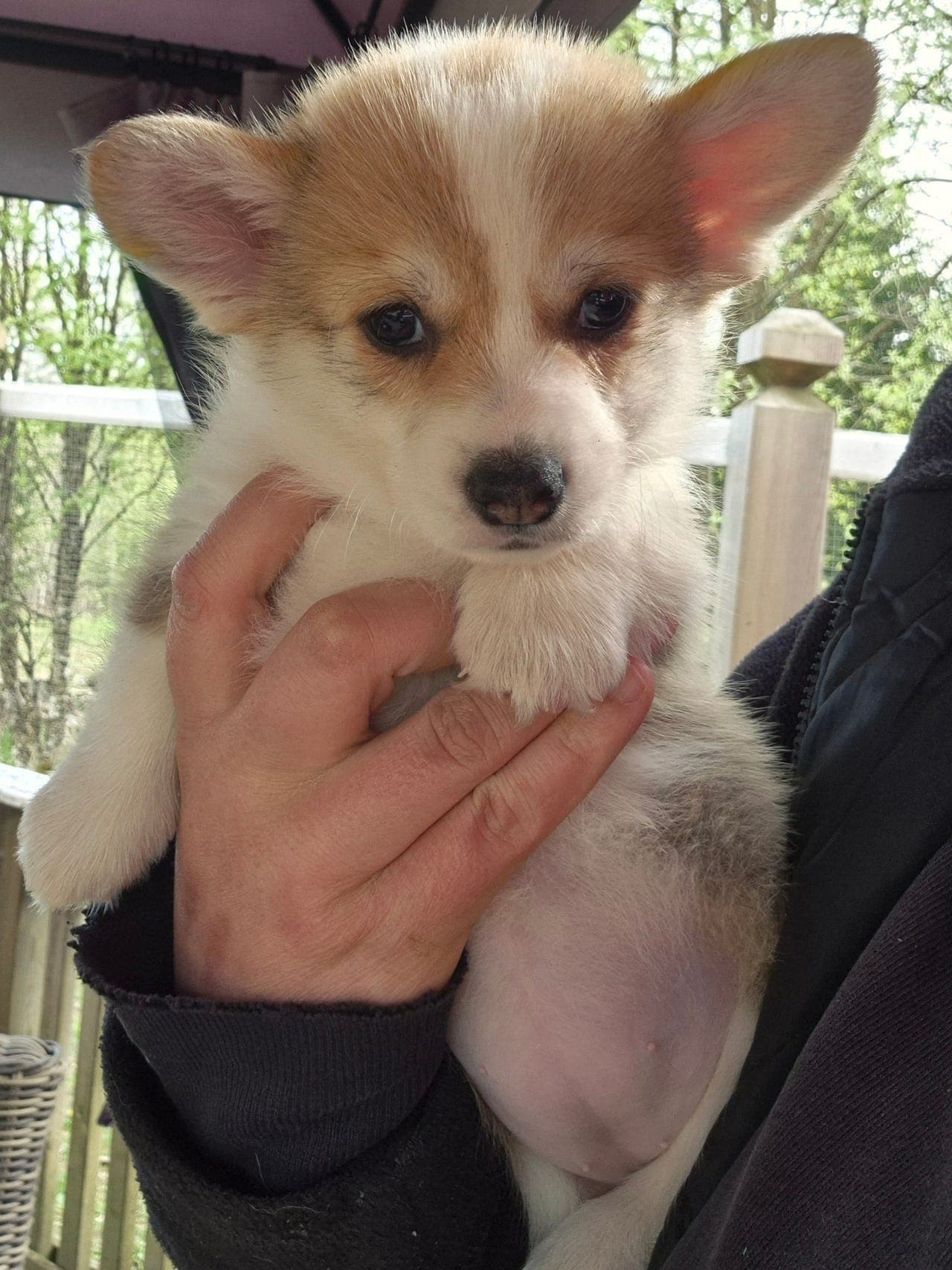 Welsh Corgi Pembroke valper
