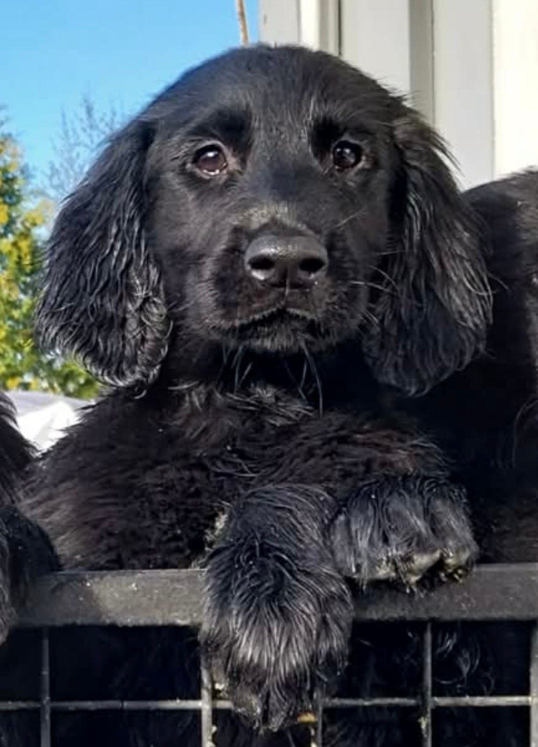 Flat Coated Retriever