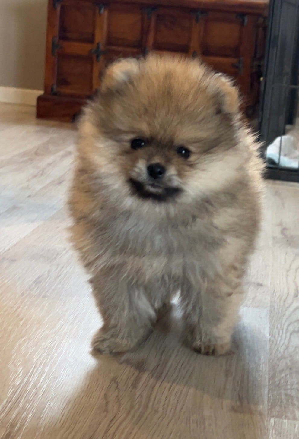 Pomeranian tispe