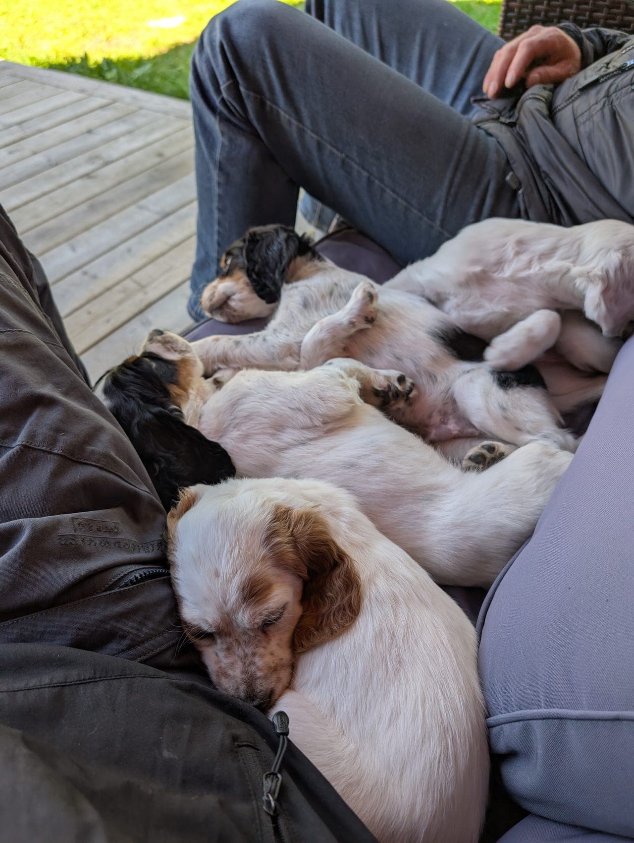 1 engelsk setter tispevalp igjen!