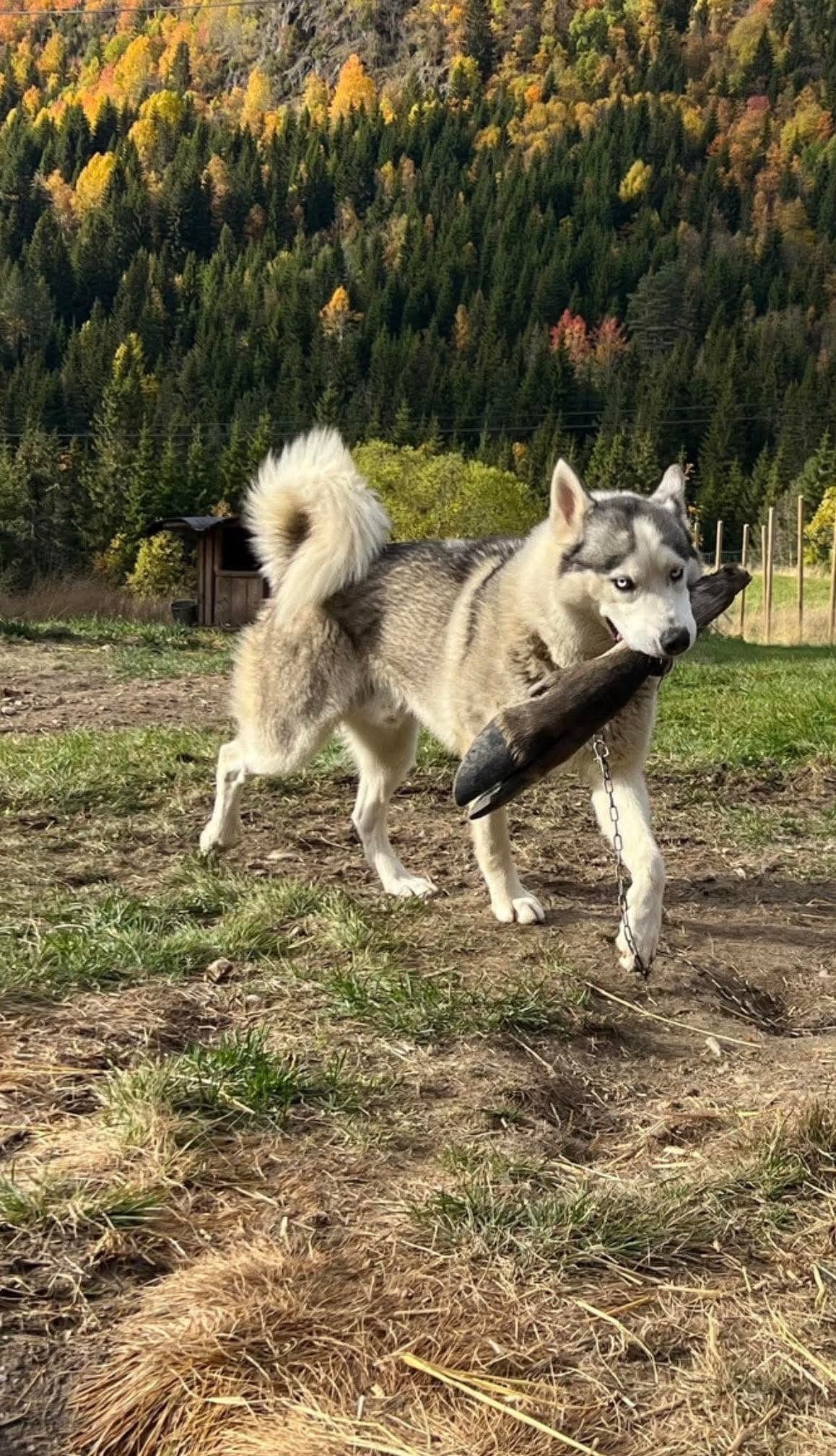 Siberian Husky hanhund