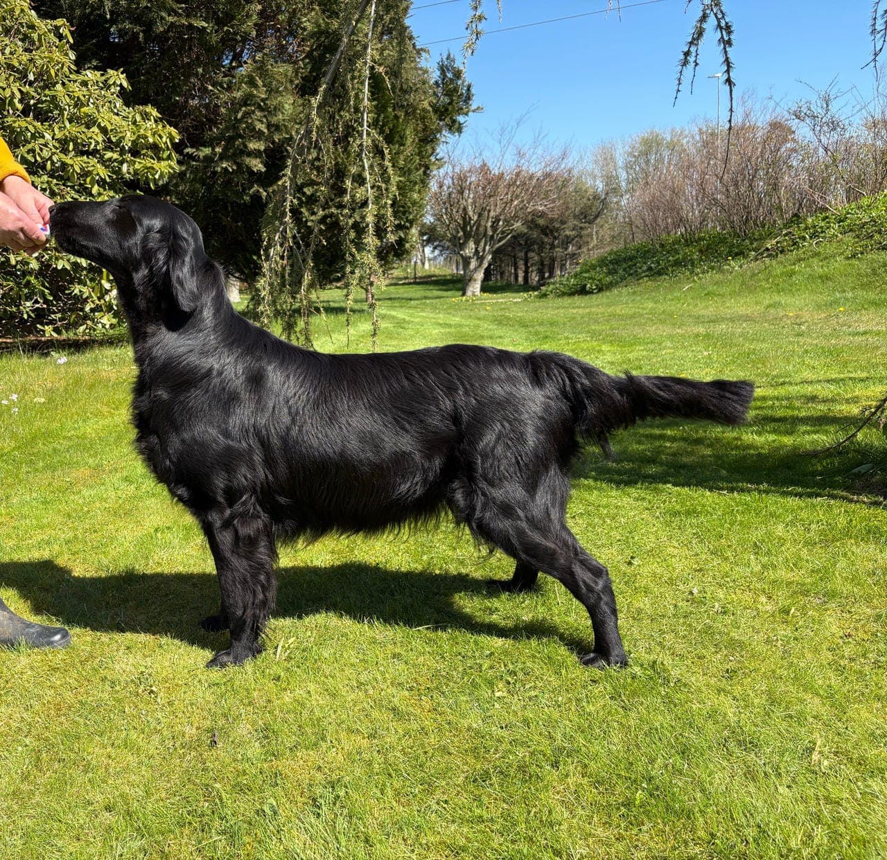 Flatcoated Retriver valper ❤️ ventes 10.06.