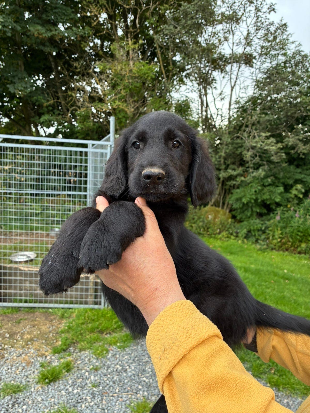 Flatcoated Retriver hann-valp❤️ 🥰 ledig