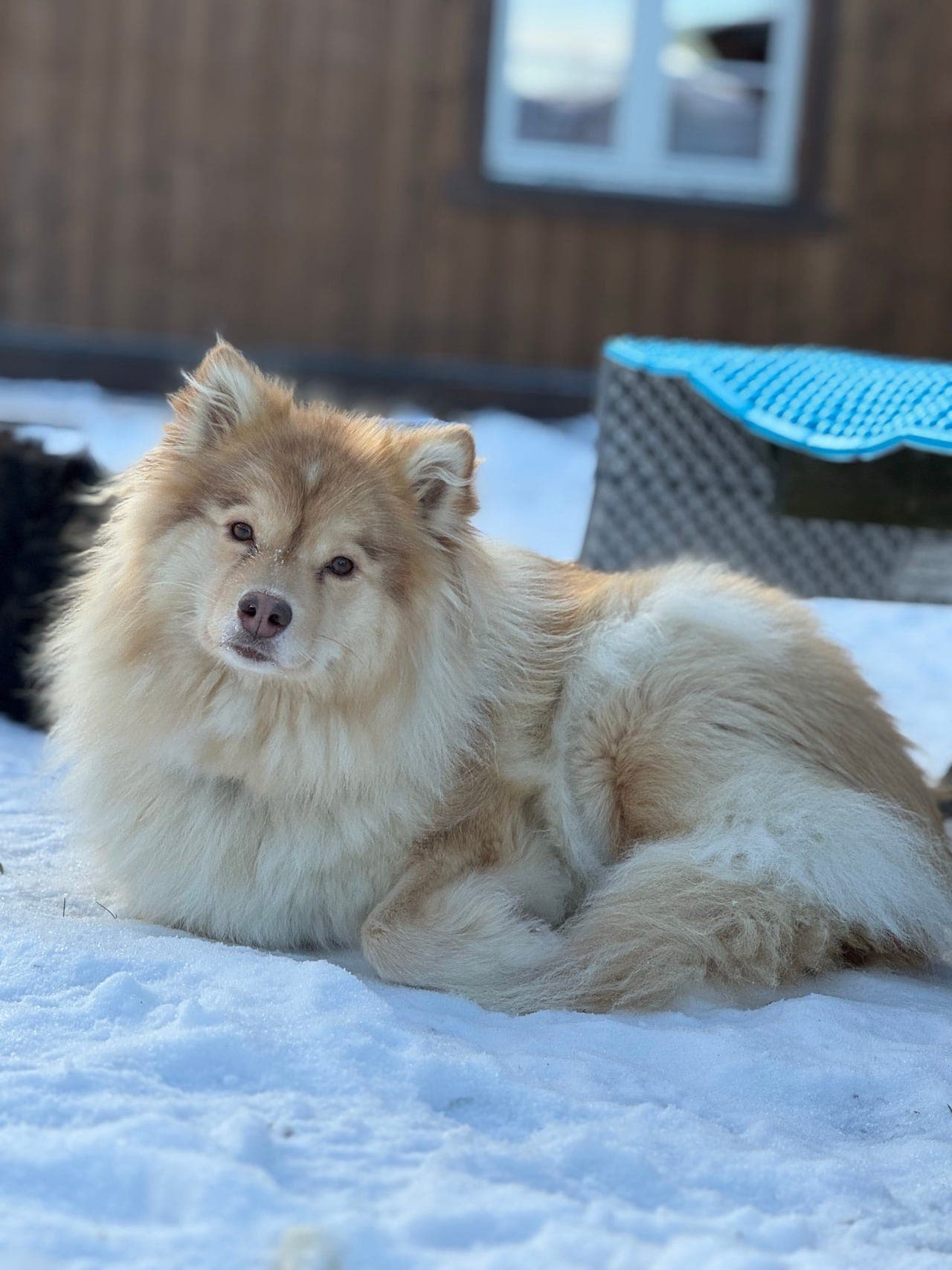 Finsk lapphundvalper ventes