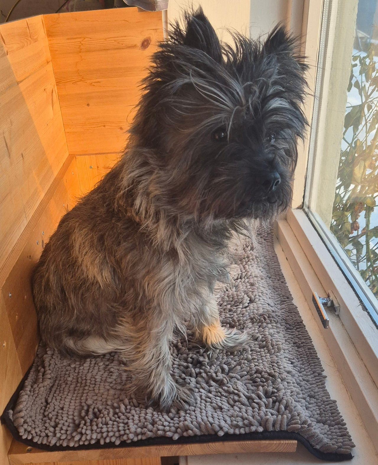 Cairn Terrier søker nytt hjem.