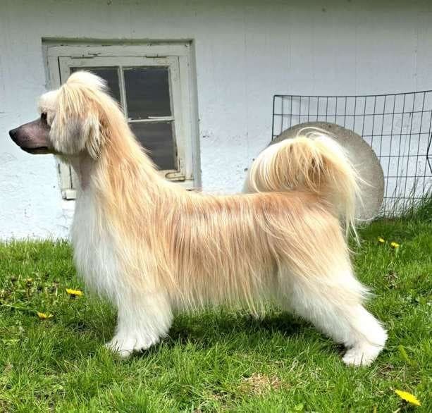 Chinese crested Powder puff