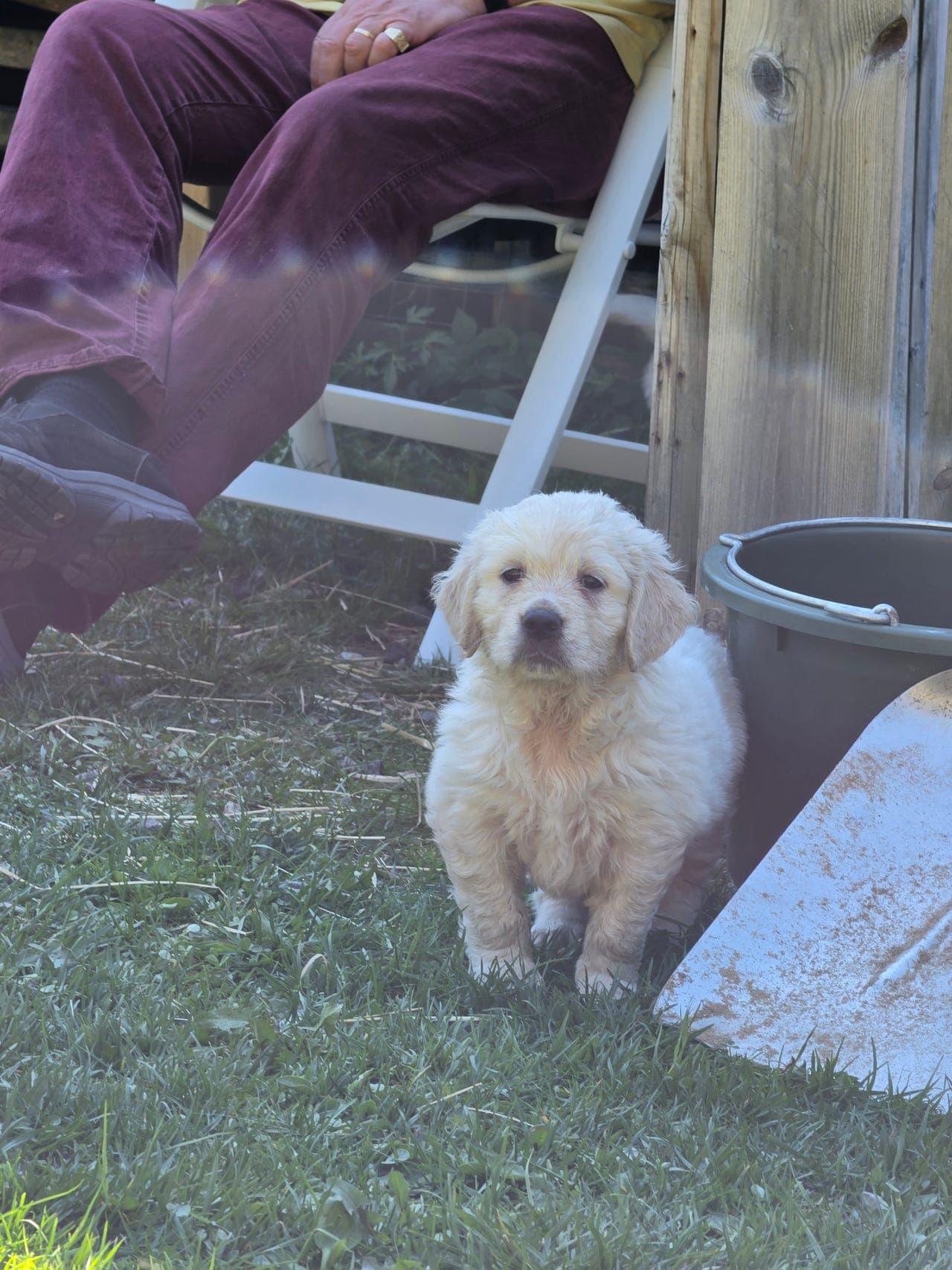 Golden Retriever tispevalp