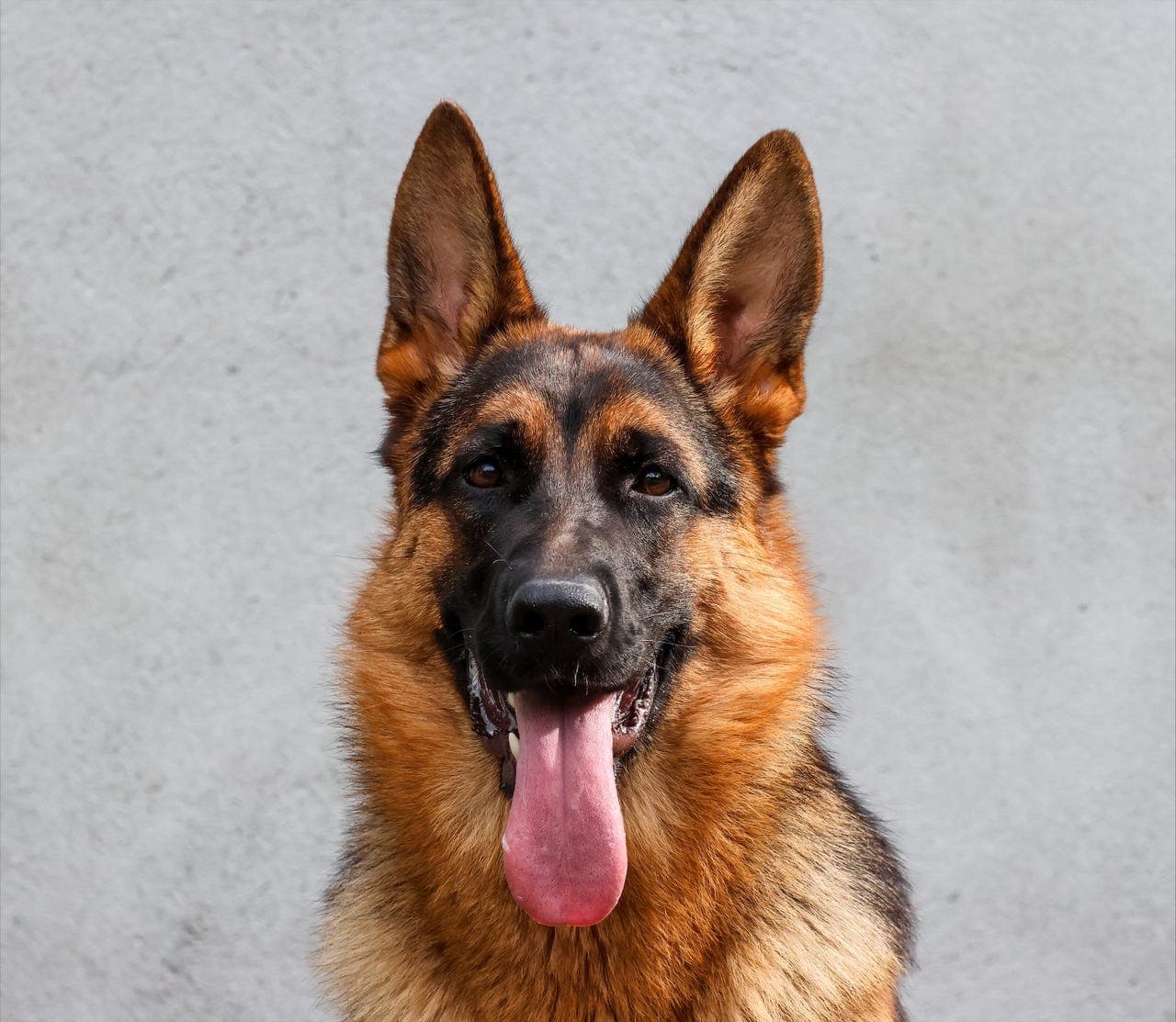 Shäferhund tispe
