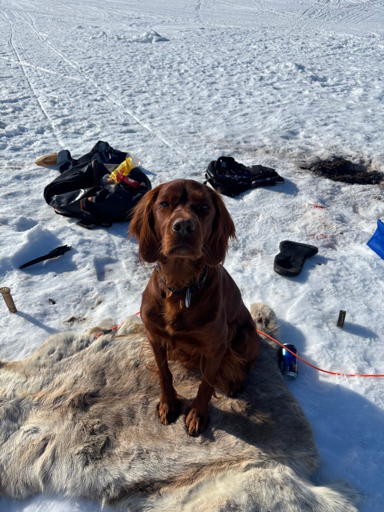 Irsk setter på deleie/ompassering