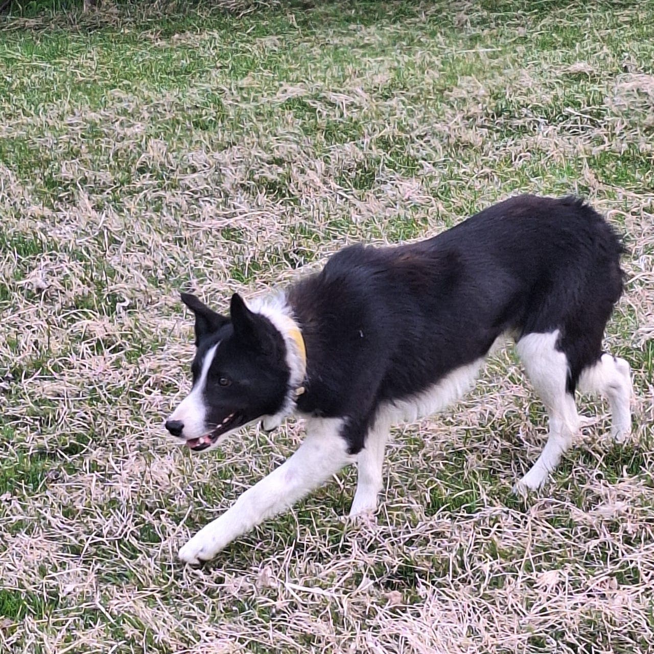 border collie gjeterhund