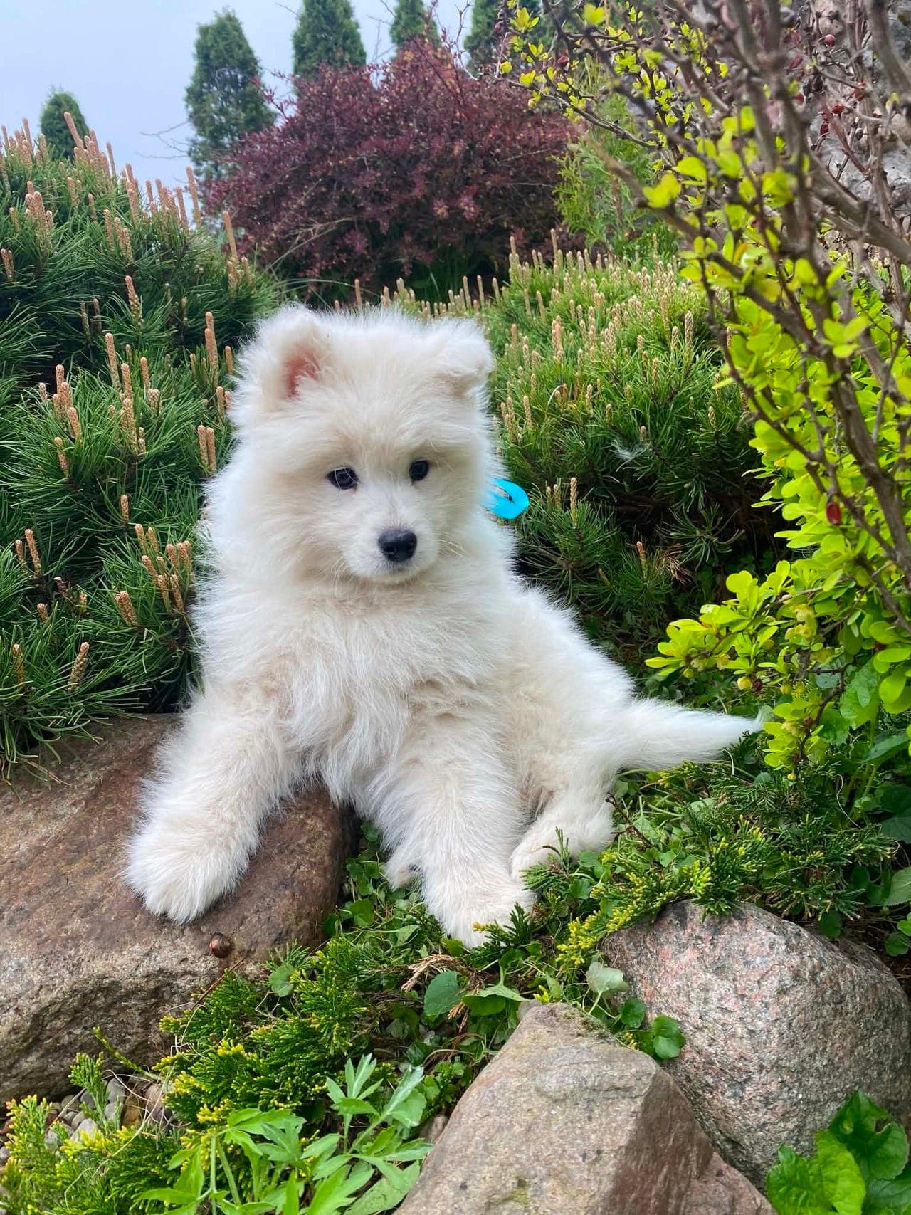 Samojed valper til salgs