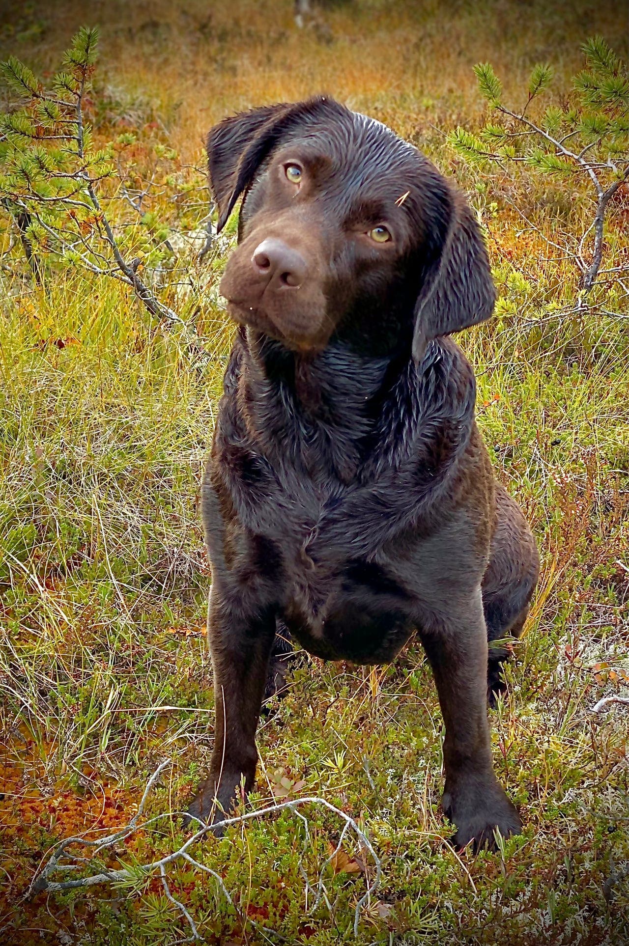 Brun labrador tispe