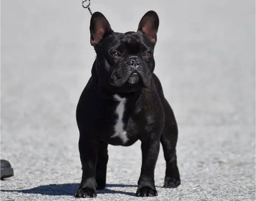 Fransk bulldog hann