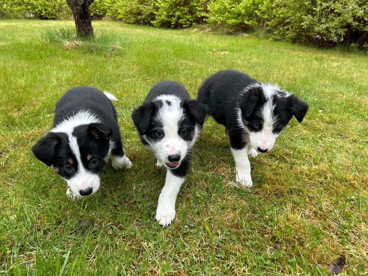 Fine Border Collie hann valper selges :)