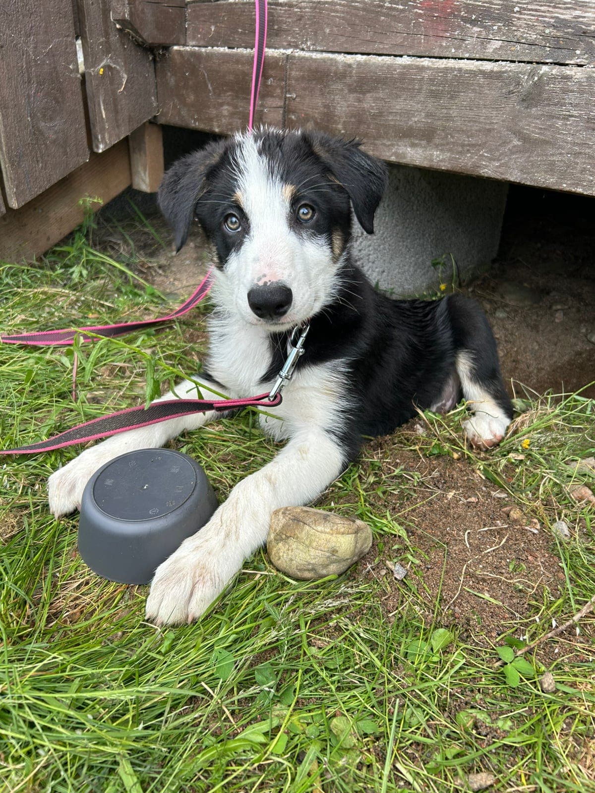2 flotte Border Collie hann valper selges.