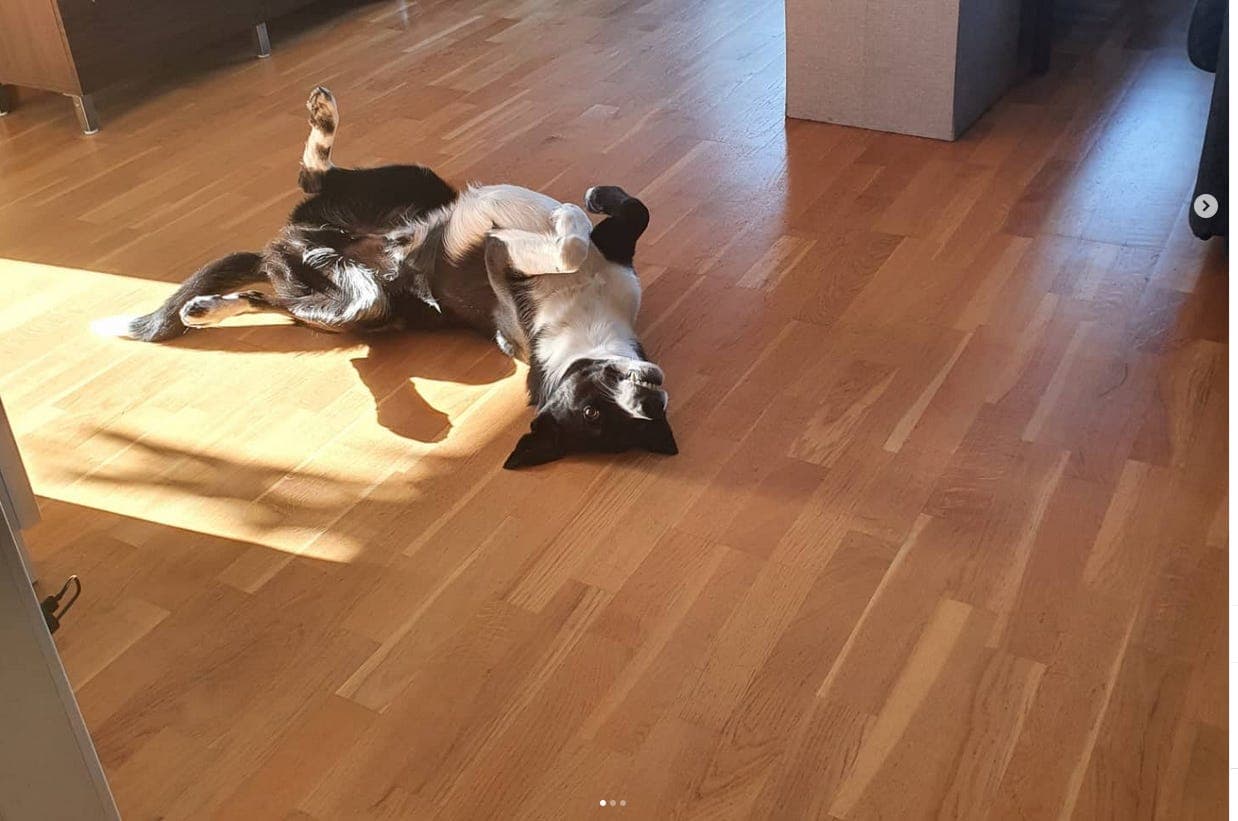 9år border collie ser etter et pensjonisthjem - les hele teksten.