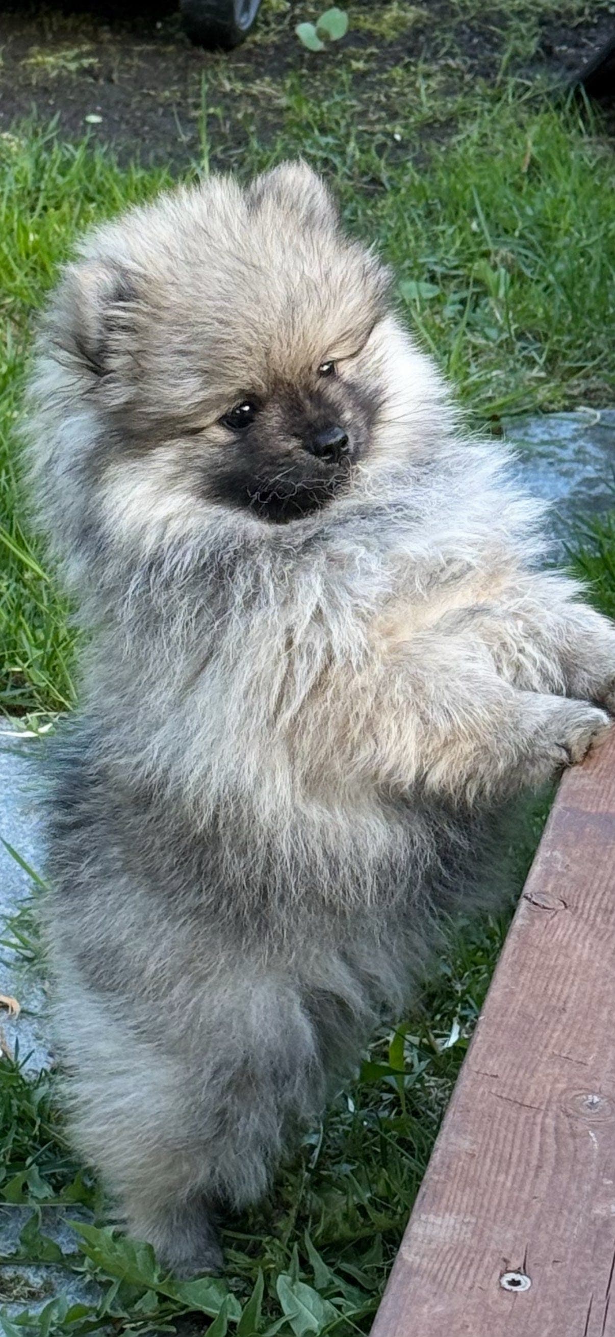 Bamse søker et trygt og god hjem🥰