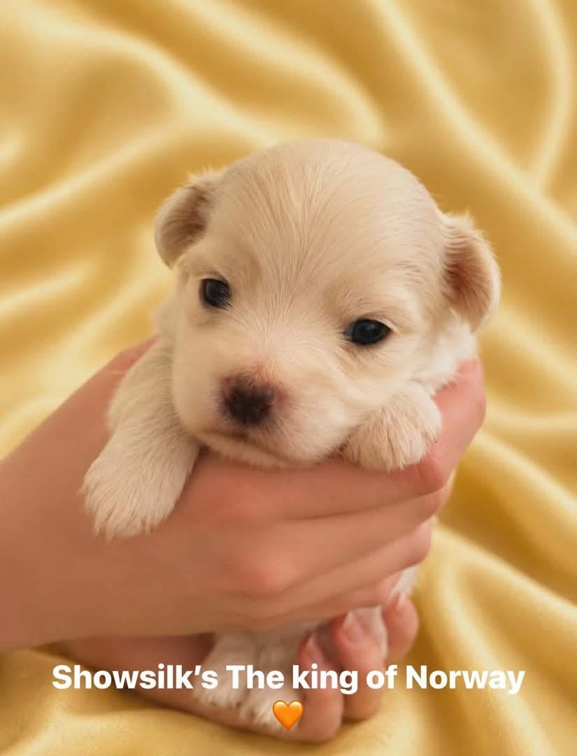 Coton De Tulear guttevalper ( allergivennlig)