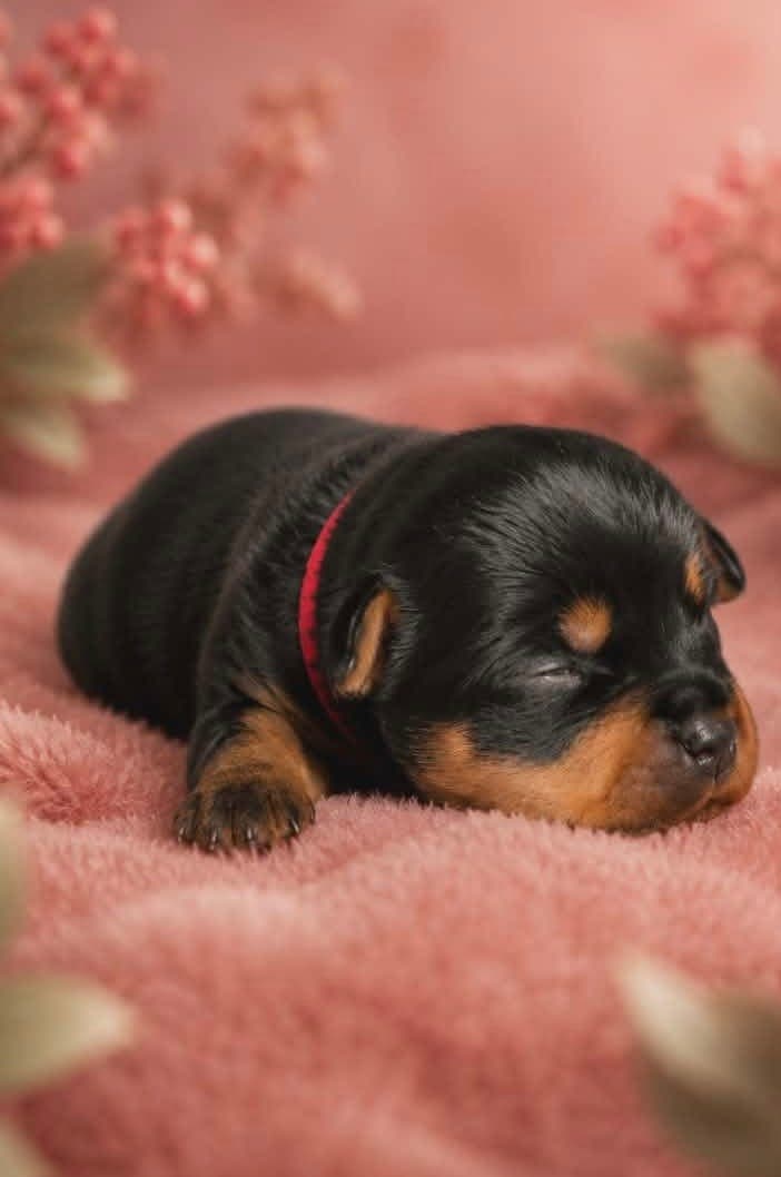 Nydelige silky Terrier Valper fra gode linjer.