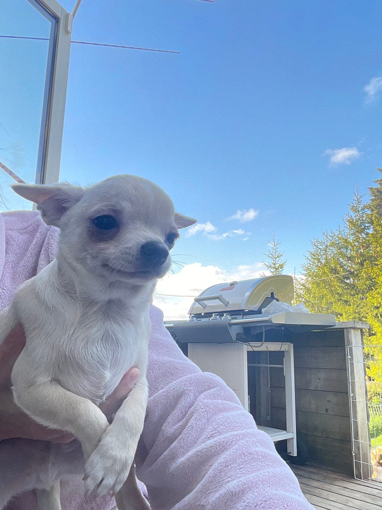 Herlig NKK REG Kh chihuahua guttevalp selges redusert pris
