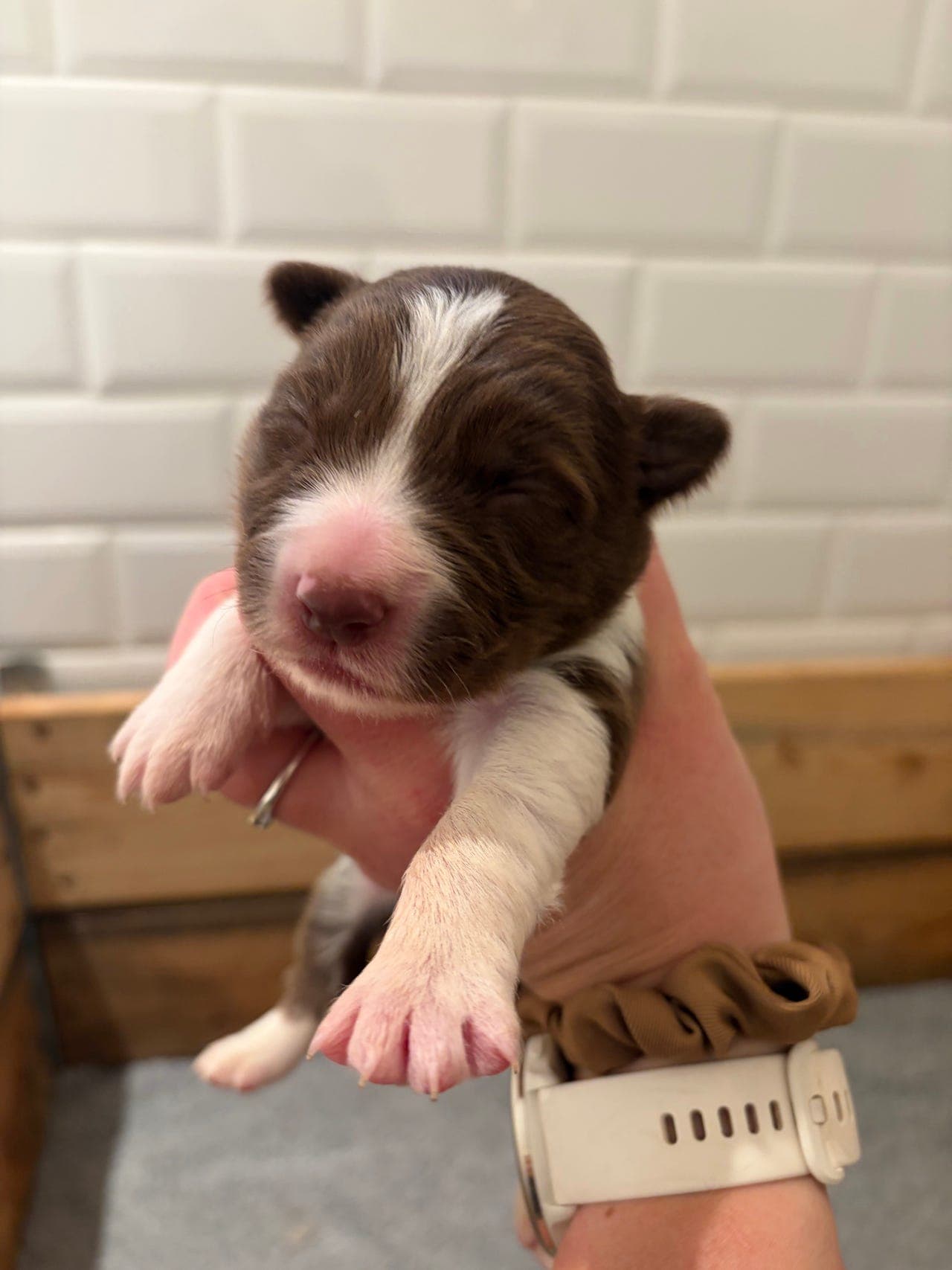 Border collie tispevalp  vurderes å settes ut på fôravtale