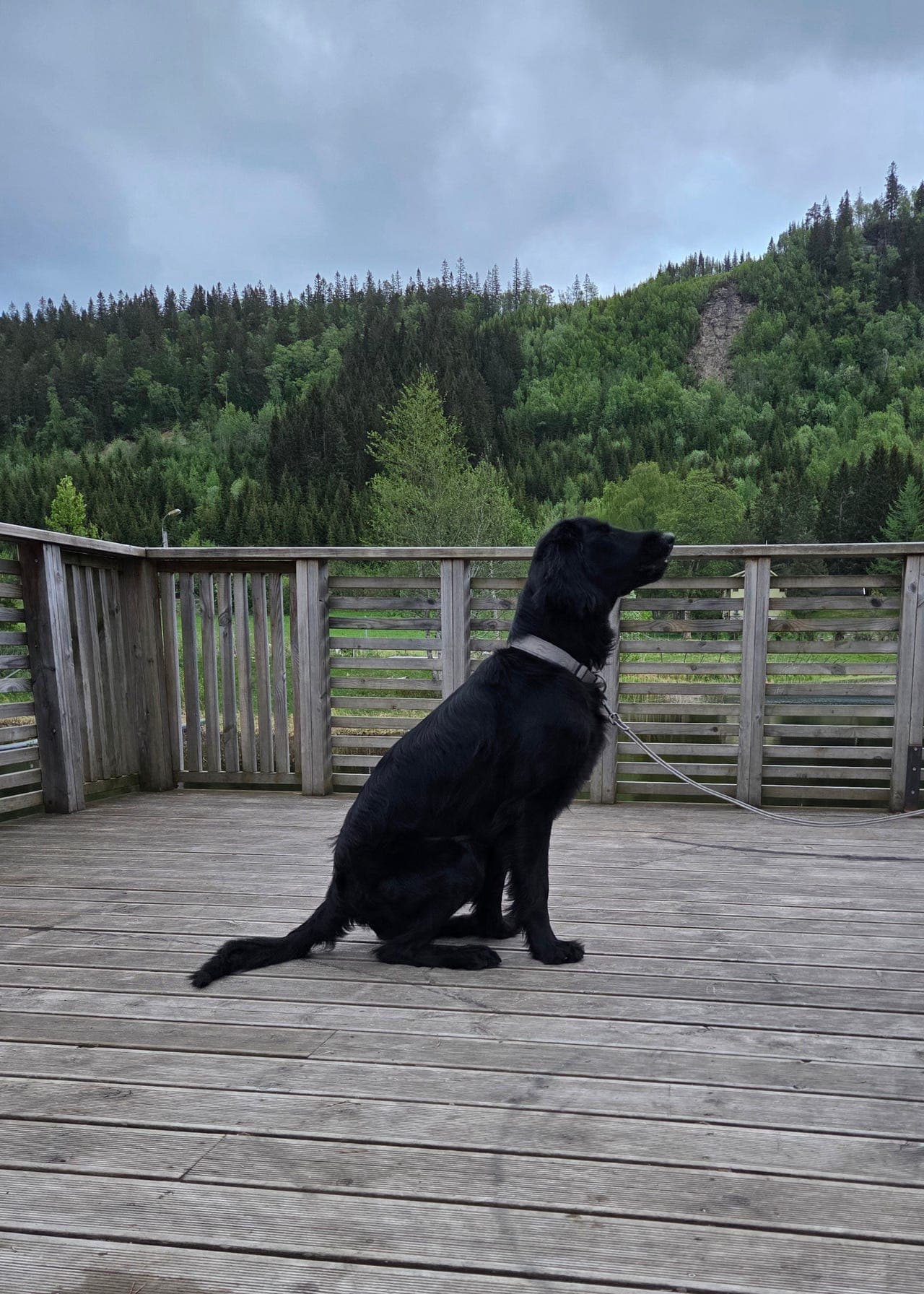 Omplassering Flat Coated Retriever