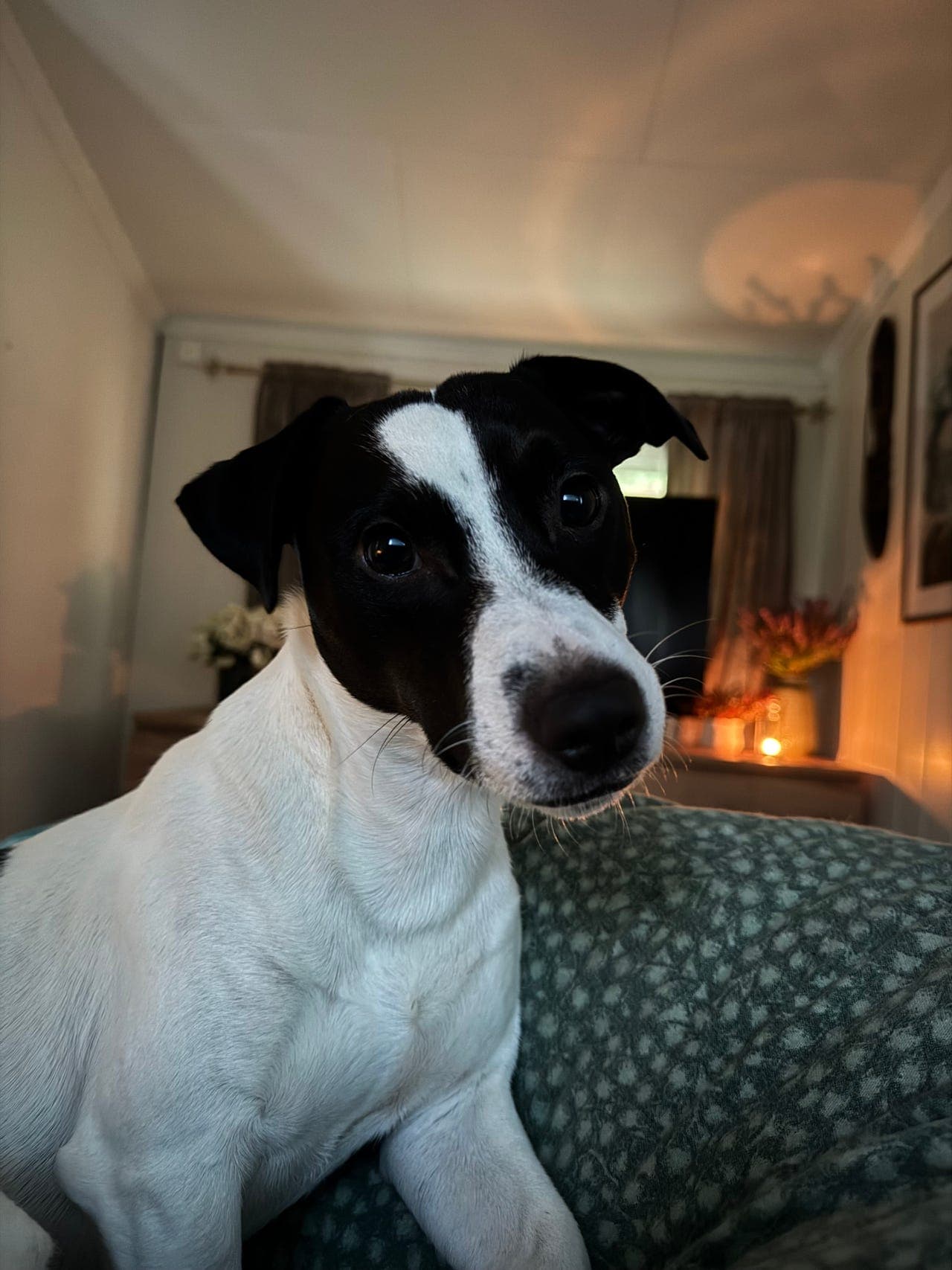 Aktiv og kjærlig Jack Russel Terrier søker nytt hjem