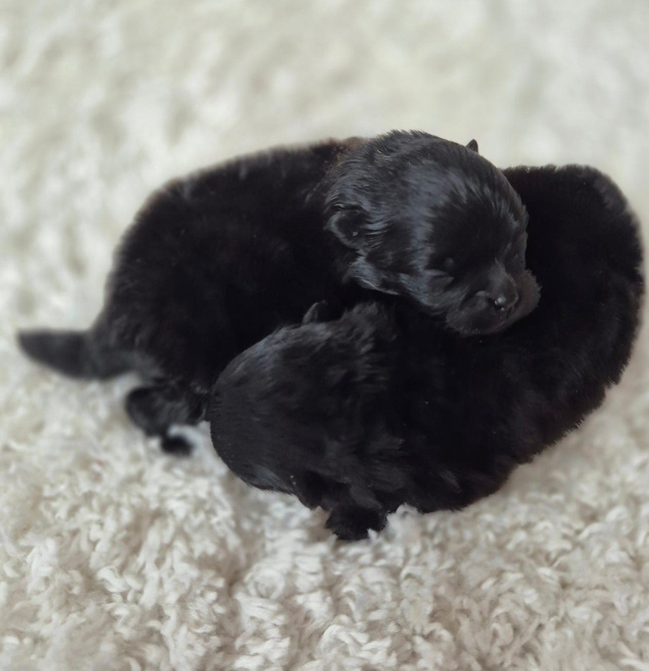 Fantastisk nkk registrert pomeranian jente tilsalgs