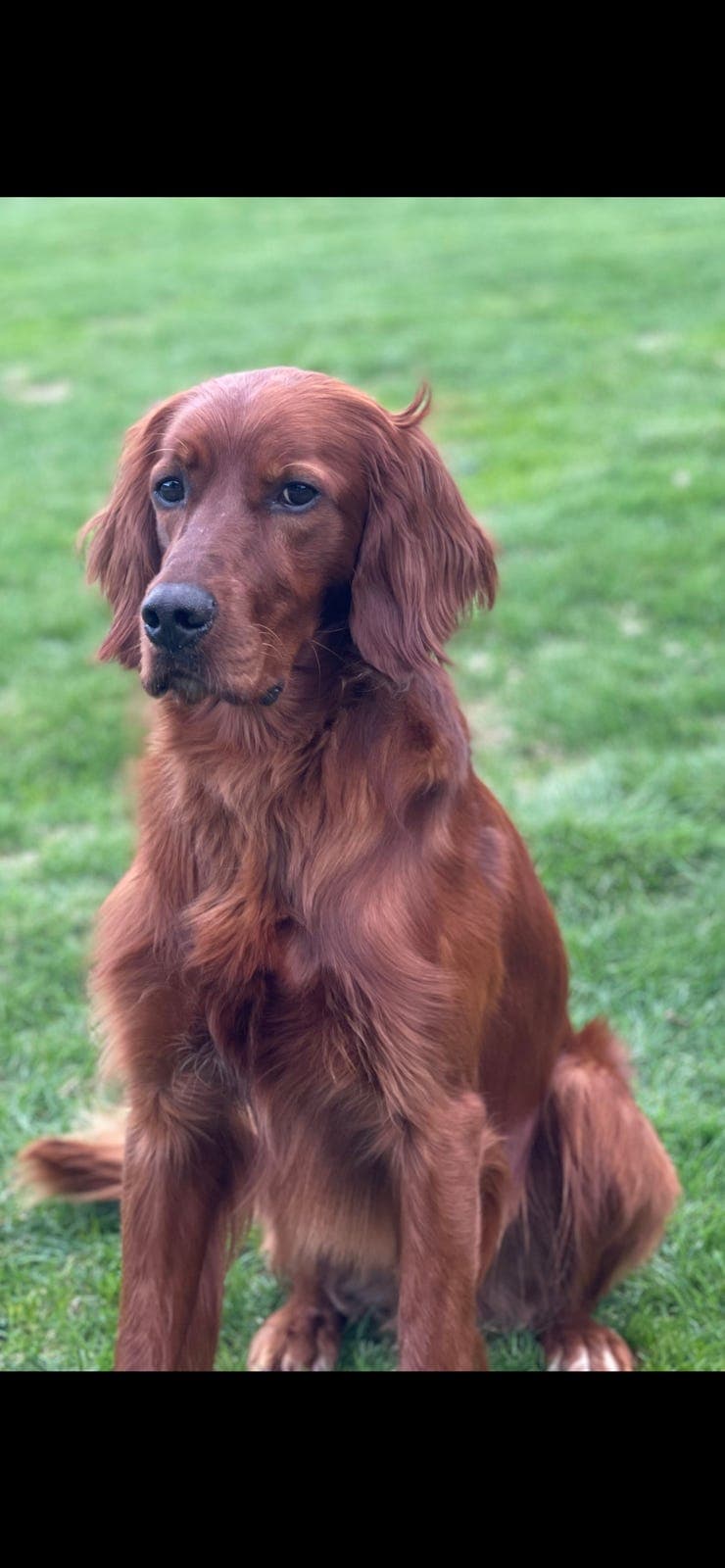 Irsksetter hannhund selges