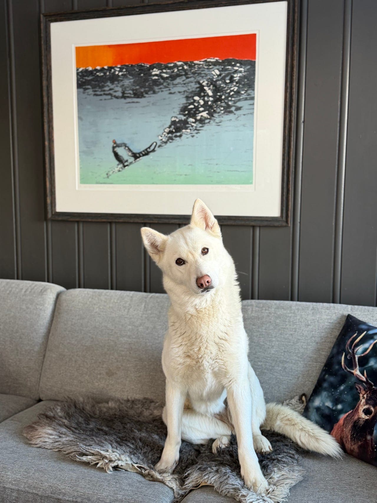 Herlig siberian husky tispe på 6 år selges!