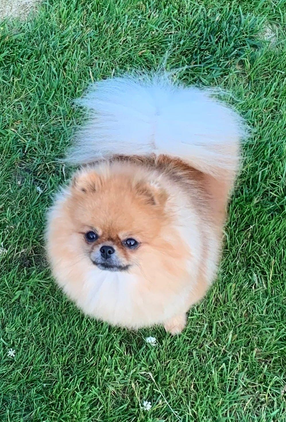 Super søt Pomeranian tispe, NKK Reg/Stamtavle♥️