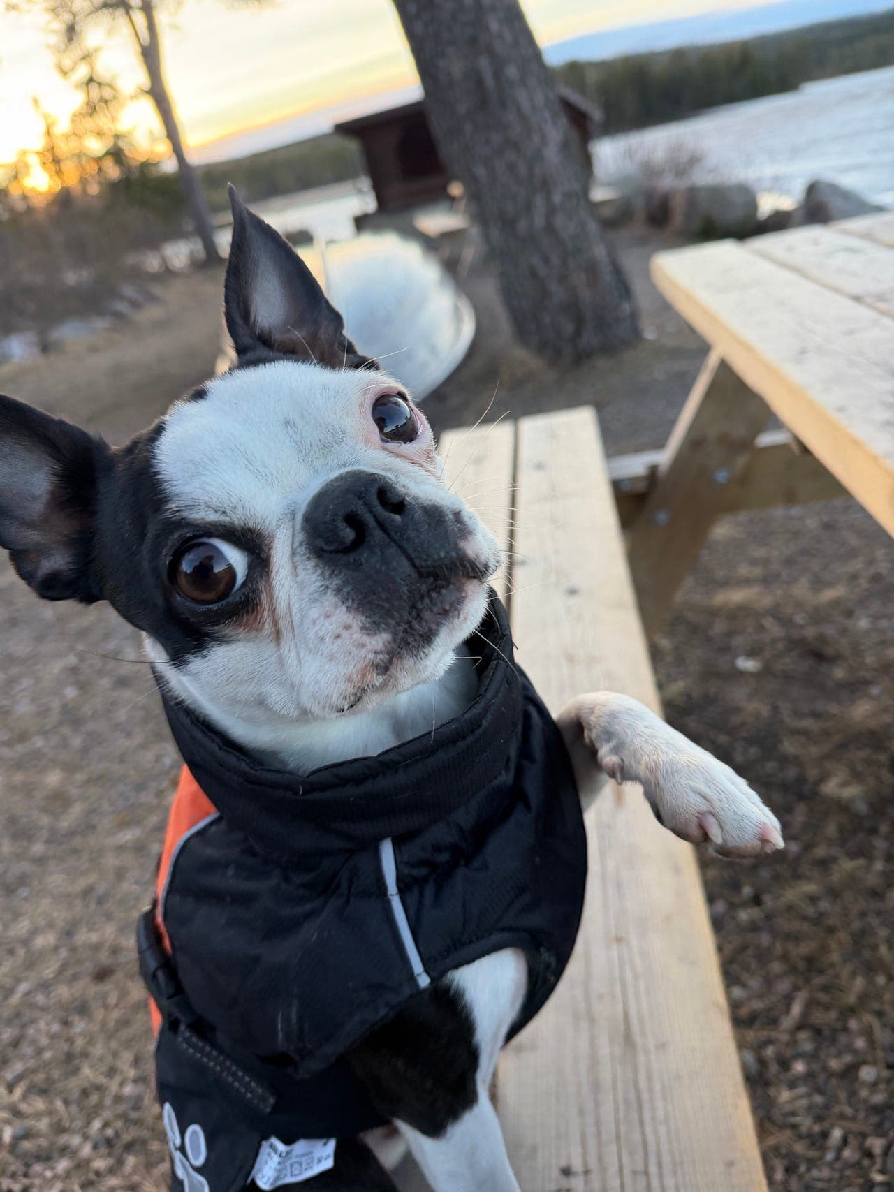 Boston terrier Ask