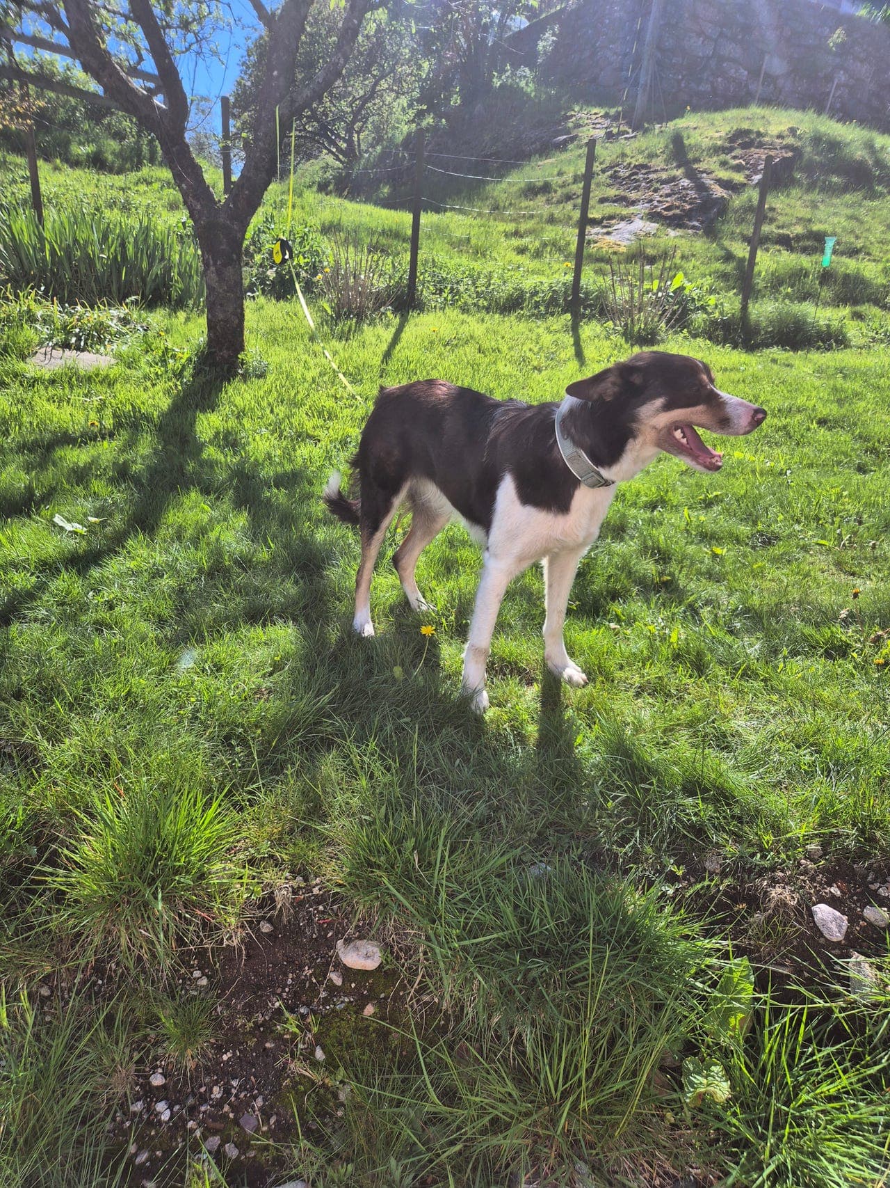 Border collie tispe.