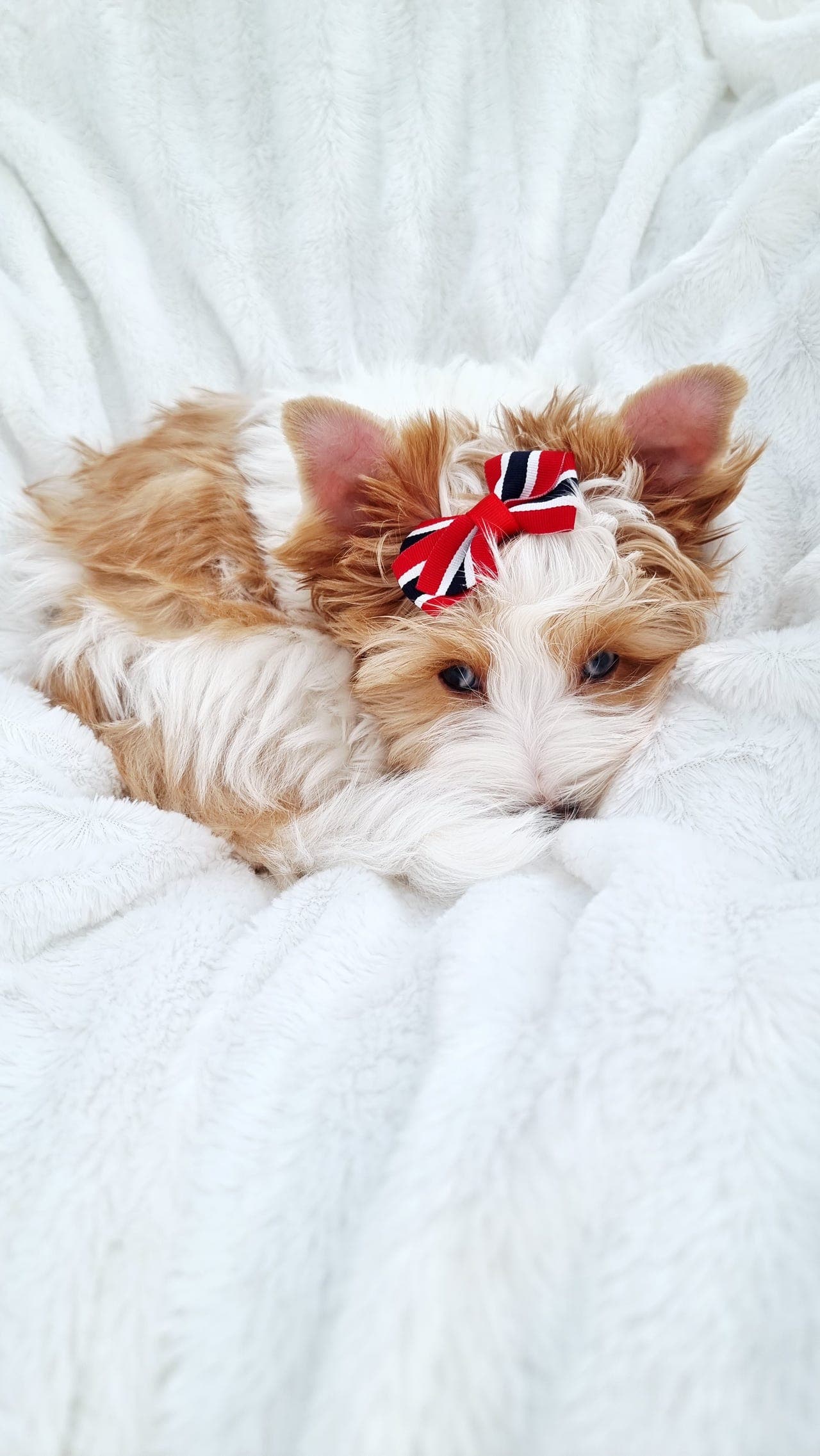 Yorkshire Terrier Mullberry til salgs