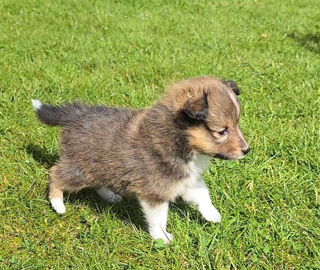 Shetland sheepdog Valp