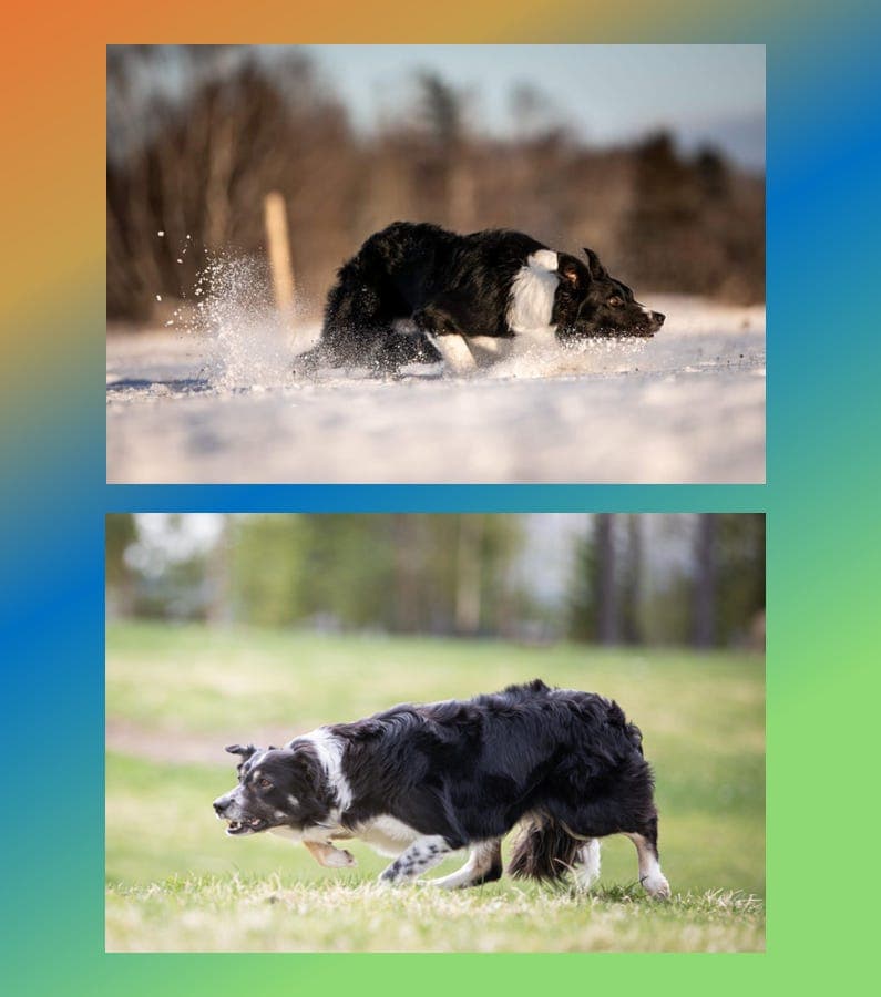 Border collie valper