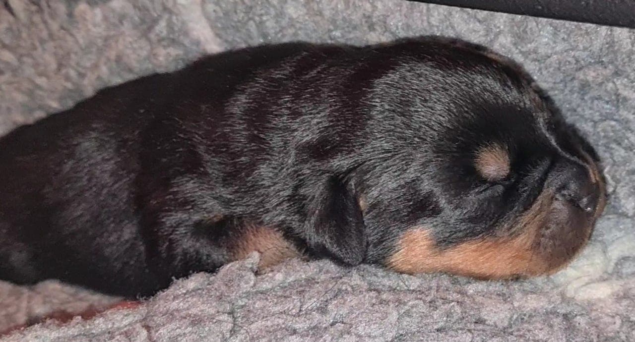 Rottweiler valper til salgs